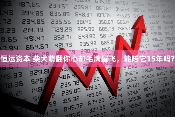 恒运资本 柴犬萌翻你心却毛满屋飞,能陪它15年吗?